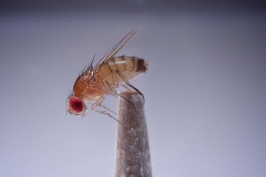 Sinh vật đáng sợ biến con mồi thành xác sống rồi ăn sạch nội tạng