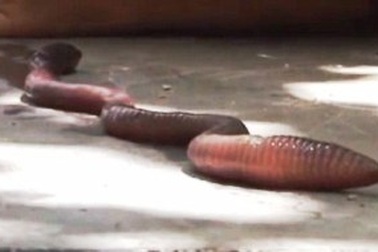 Phát hiện giun đất… to như rắn