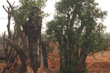 Rừng “chết mòn” vì dân săn cây cảnh  