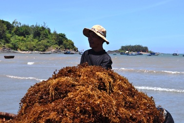 Kiếm tiền triệu mỗi ngày từ nghề khai thác rong mơ