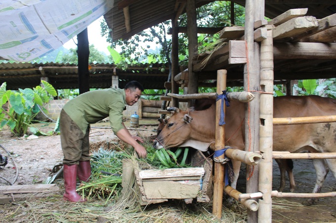 Mường Giàng: Phát triển đàn gia súc tập trung để làm giàu - Ảnh 1.