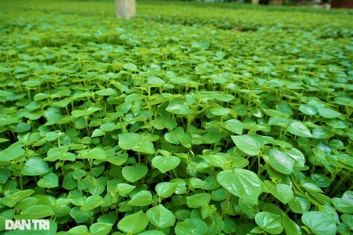 Lão nông mang rau dại về trồng, bất ngờ thu nhập cao - 2 Lão nông mang rau dại về trồng, bất ngờ thu nhập cao - 2