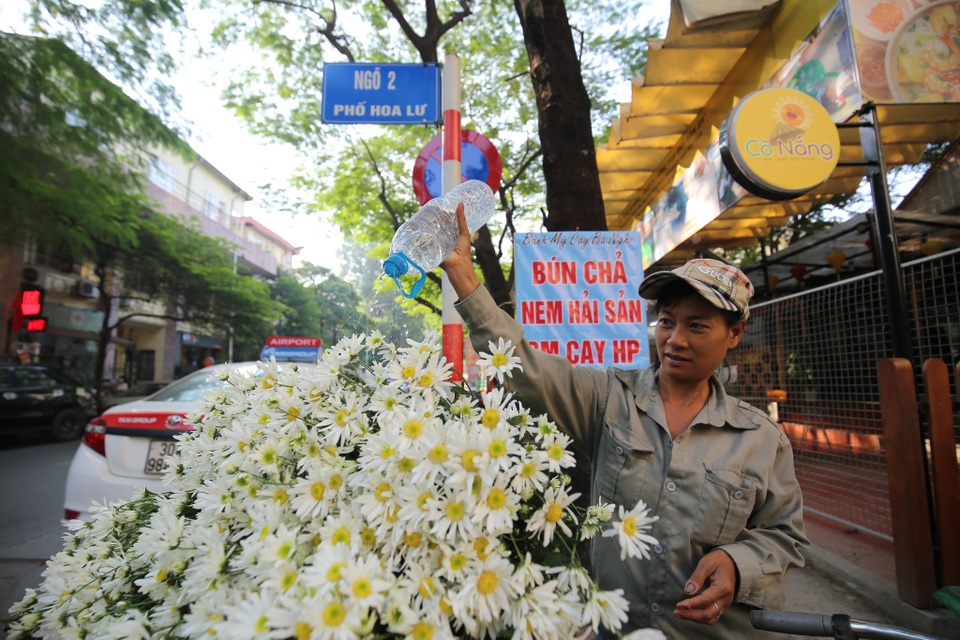 Cúc họa mi bung nở đón đông, rợp đường Hà Nội - 10 Cúc họa mi bung nở đón đông, rợp đường Hà Nội - 10