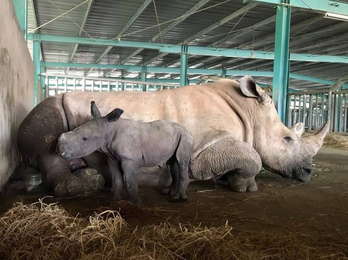 Giữa &quot;tâm bão&quot; dịch Covid-19, Vinpearl Safari đón bé tê giác mới chào đời với cái tên &quot;Chiến thắng&quot; - Ảnh 1.