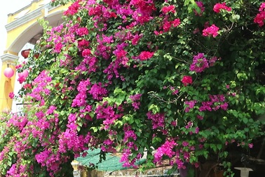 Hoa giấy rực rỡ ở phố cổ Hội An