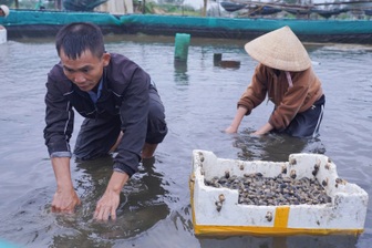Vỡ hồ nuôi ốc hương, nhiều hộ dân mất trắng tiền tỷ