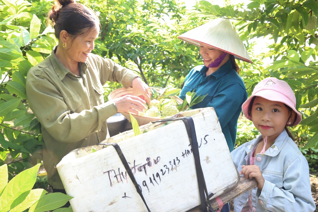 Trồng loại cây hóa giải đất chó ăn đá gà ăn sỏi, kết quả như... trúng số - 6 Trồng loại cây hóa giải đất chó ăn đá gà ăn sỏi, kết quả như... trúng số - 6