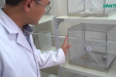 Hà Nội: Vào nơi nuôi hàng ngàn con muỗi tìm "vũ khí" chặn sốt xuất huyết