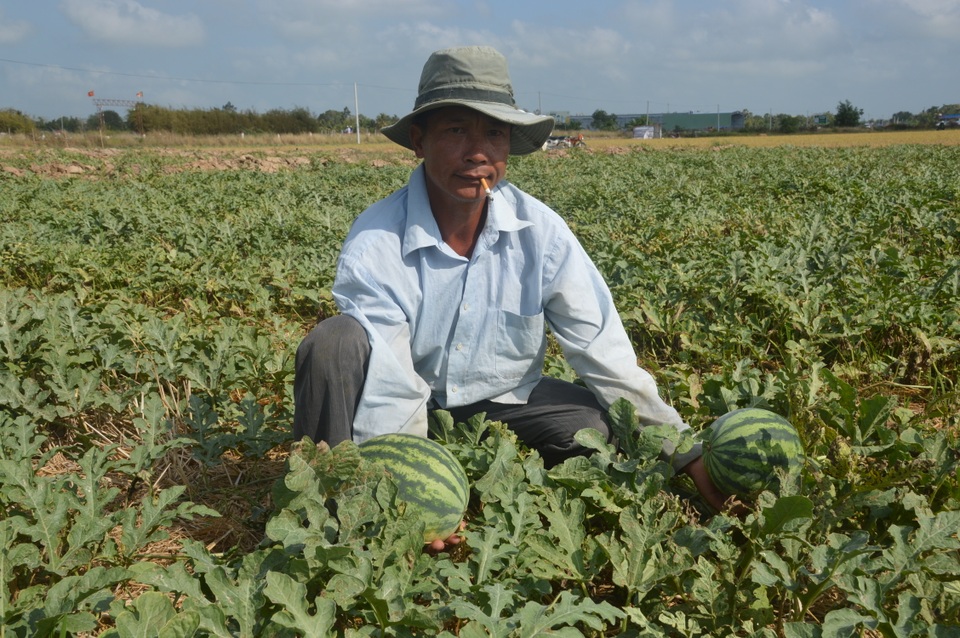 “Né” hạn mặn trong mùa khô, dân trồng cây phù hợp cho thu nhập cao - 3 “Né” hạn mặn trong mùa khô, dân trồng cây phù hợp cho thu nhập cao - 3