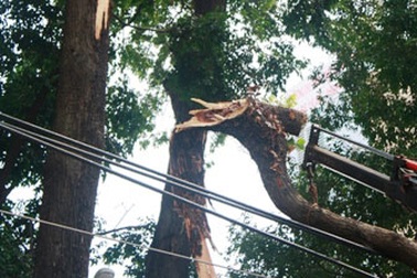 Cành cây rơi vào dây điện, nhiều người hoảng loạn