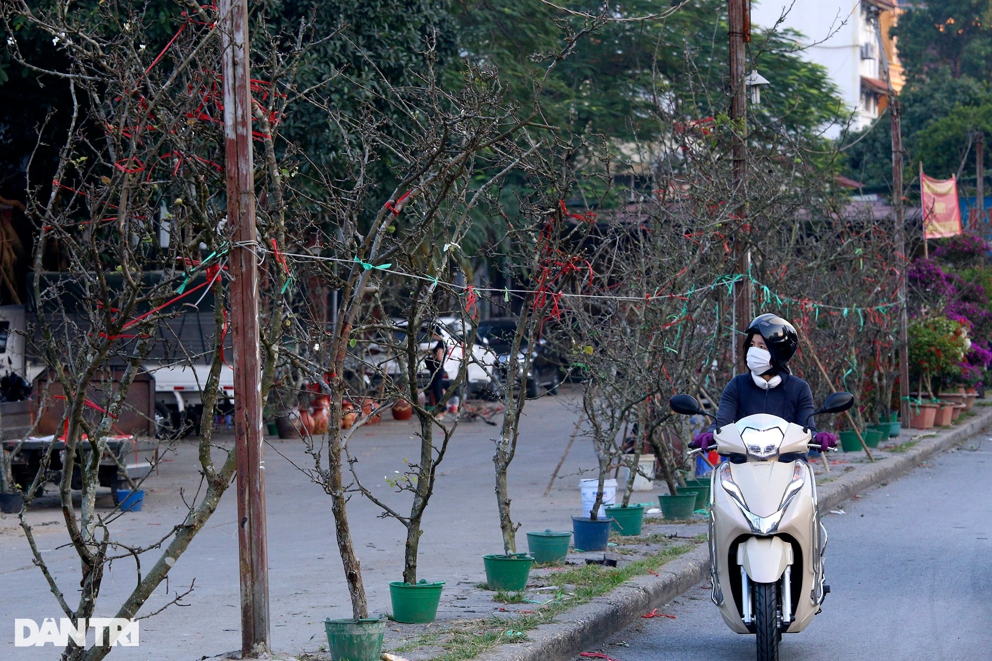 Hoa lê trái vụ xuất hiện nhiều tại chợ Quảng An - 1 Hoa lê trái vụ xuất hiện nhiều tại chợ Quảng An - 1