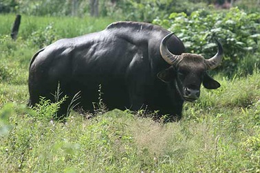 Theo dấu chân bò tót