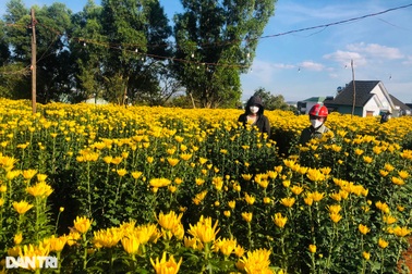 Lo mất Tết vì hoa ngập chợ, người bán đông hơn người mua