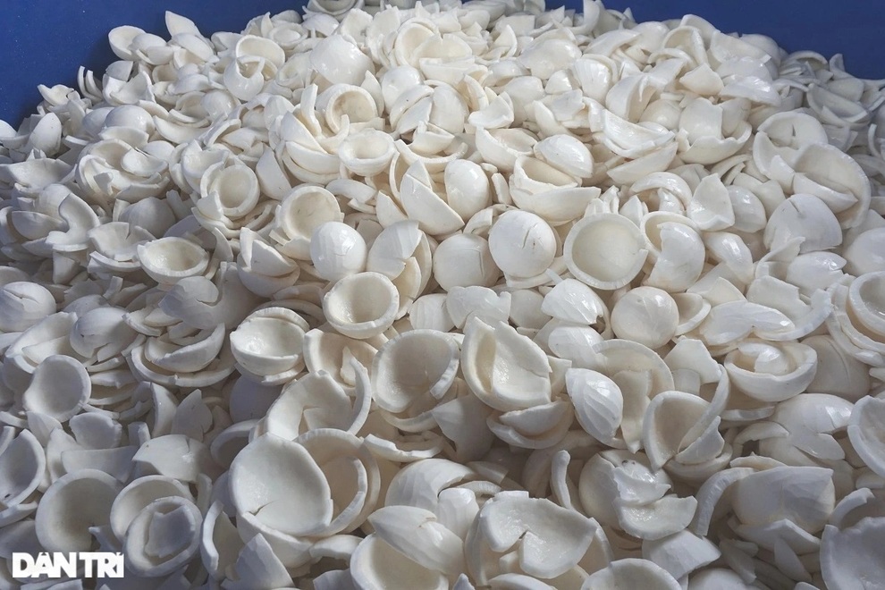 Cả chục công đoạn làm ra món cơm dừa trắng ngần ngọt lịm đặc sản Bến Tre - 5 Cả chục công đoạn làm ra món cơm dừa trắng ngần ngọt lịm đặc sản Bến Tre - 5