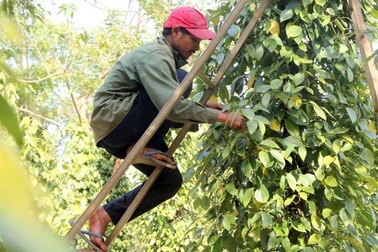 Người làm nghề trồng tiêu điêu đứng vì mức bán thấp, giá công hái cao