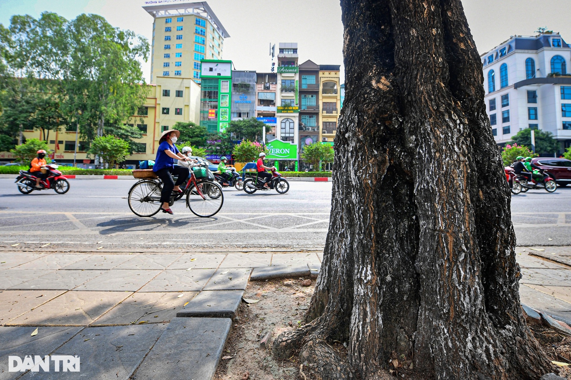 Hiện trạng 80 cây hoa sữa gây mùi khó chịu bị đề xuất di dời ở Hà Nội - 6 Hiện trạng 80 cây hoa sữa gây mùi khó chịu bị đề xuất di dời ở Hà Nội - 6