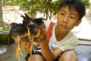 Gà 4 chân, 2 đuôi và 3 phao câu