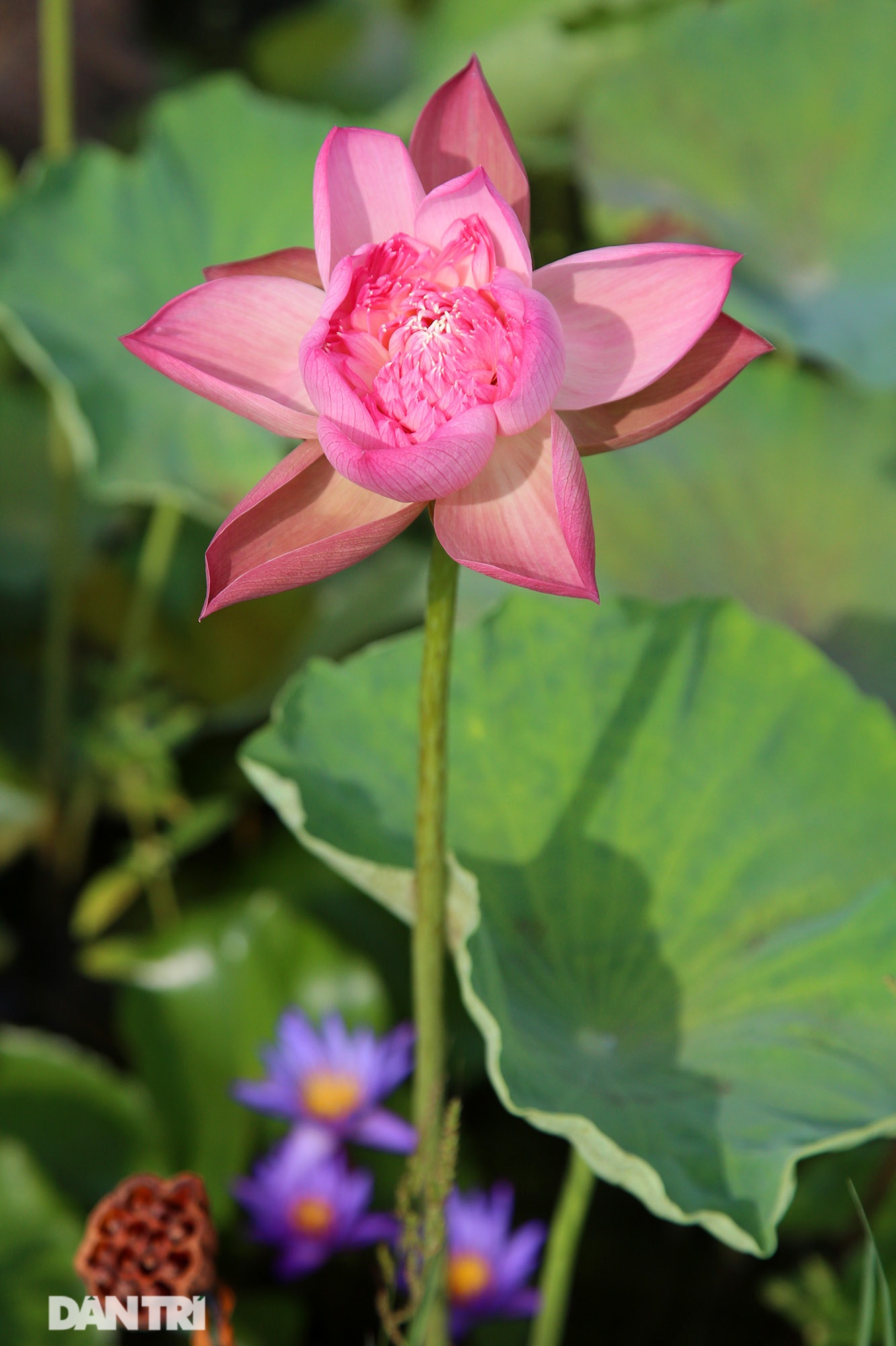 Thăm đầm sen ở Hà Nội có đến 167 loài, đa dạng nhất Việt Nam - 5