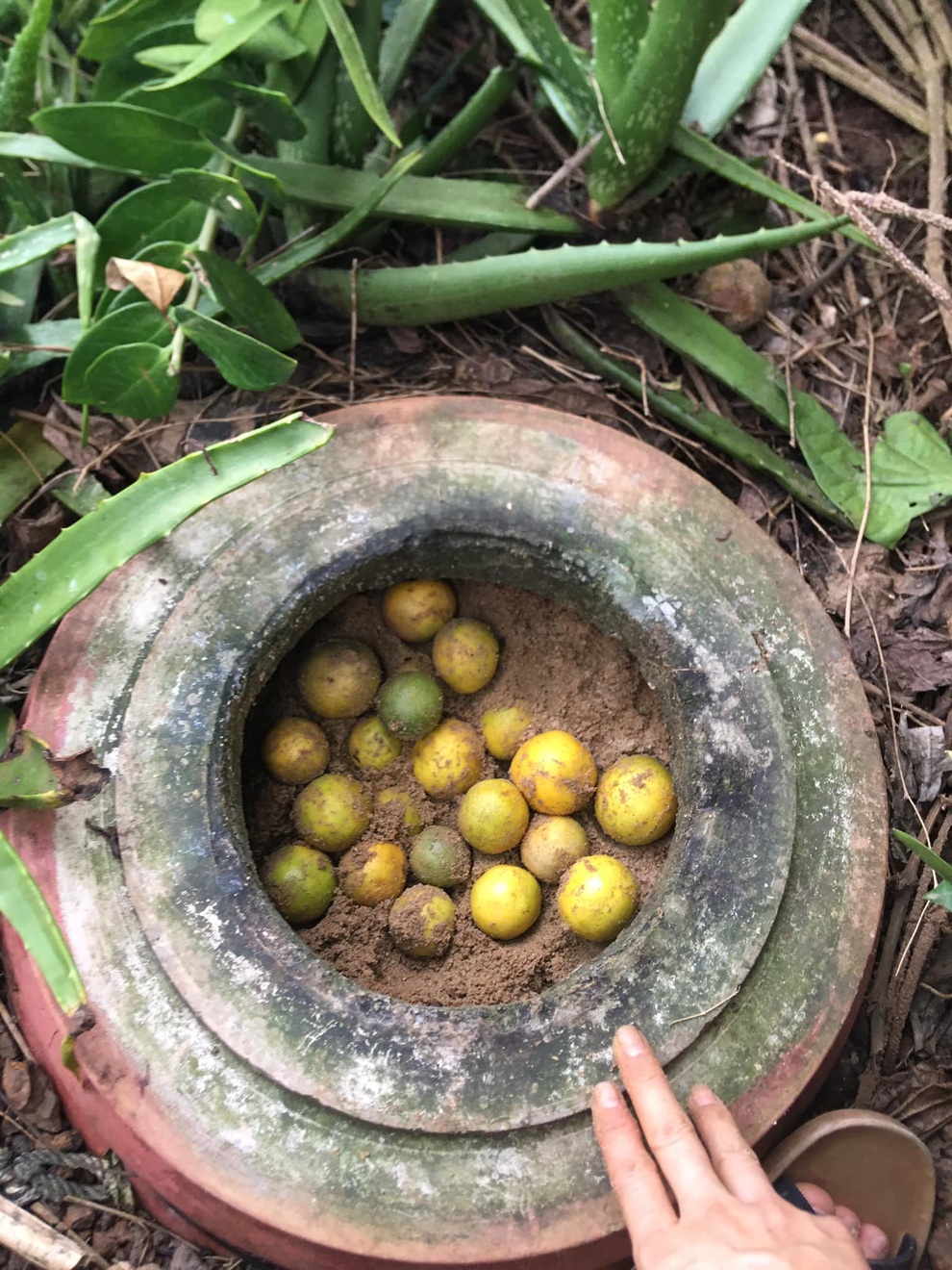 Tuyệt chiêu bảo quản chanh tươi suốt 2 tháng không cần tủ lạnh - 1 Tuyệt chiêu bảo quản chanh tươi suốt 2 tháng không cần tủ lạnh - 1