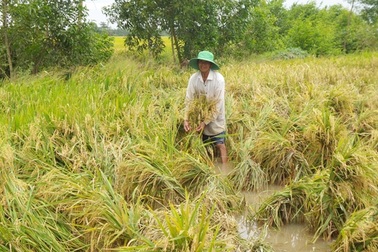 Hàng ngàn ha lúa bị đổ sạp do mưa lớn kéo dài