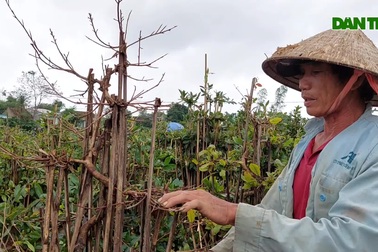 "Thủ phủ" mai vàng lớn nhất miền Trung, thấp thỏm vì nỗi lo Covid-19