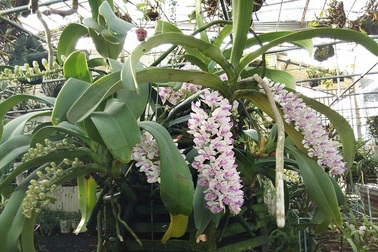 Gia Lai: Cận cảnh vườn lan tiền tỷ của chàng trai ngành điện