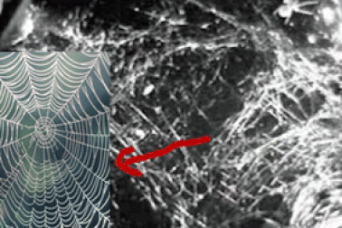 Loài nhện sẽ giăng tơ như thế nào khi ở ngoài không gian?