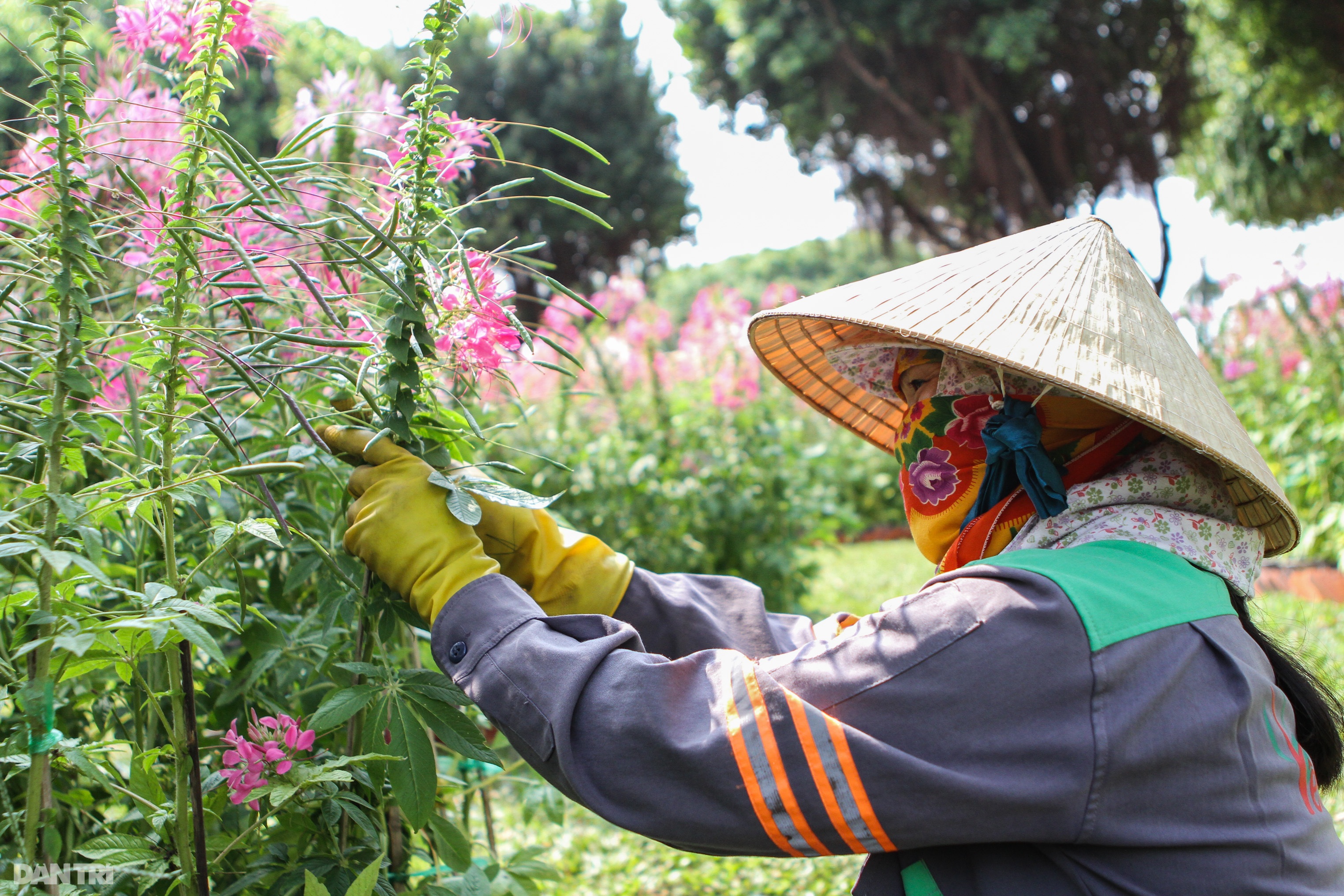 Gia đình hổ uy nghi, hùng tráng tại Hội Xuân thành phố biển Vũng Tàu - 6 Gia đình hổ uy nghi, hùng tráng tại Hội Xuân thành phố biển Vũng Tàu - 6