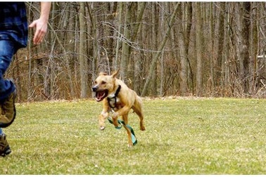 Gần 400.000 người tiêm vắc xin phòng dại trong năm 2017