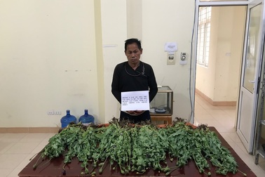 Bắt quả tang 2 chị em ruột đang "thu hoạch" hơn 2.300 cây thuốc phiện
