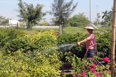 Người buôn cây cảnh méo mặt vì nắng nóng