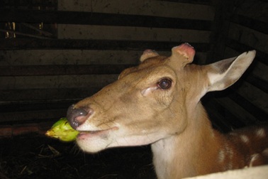 Gần 500 con hươu chết chưa rõ nguyên nhân