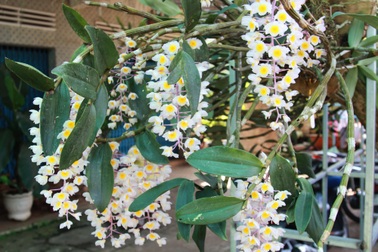 Lan rừng "đua sắc" trên Cao nguyên