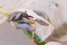 "Thủ phạm" ăn sạch ngao giống của dân là con rết biển