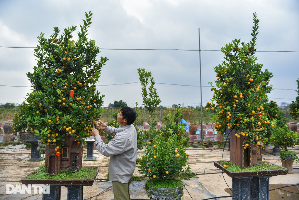 Loại quất có rễ chồi khỏi đất, hình dáng lạ hút khách săn lùng - 7 Loại quất có rễ chồi khỏi đất, hình dáng lạ hút khách săn lùng - 7