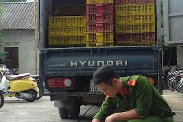 Bắt giữ hơn 2 vạn vịt giống Trung Quốc nhập lậu