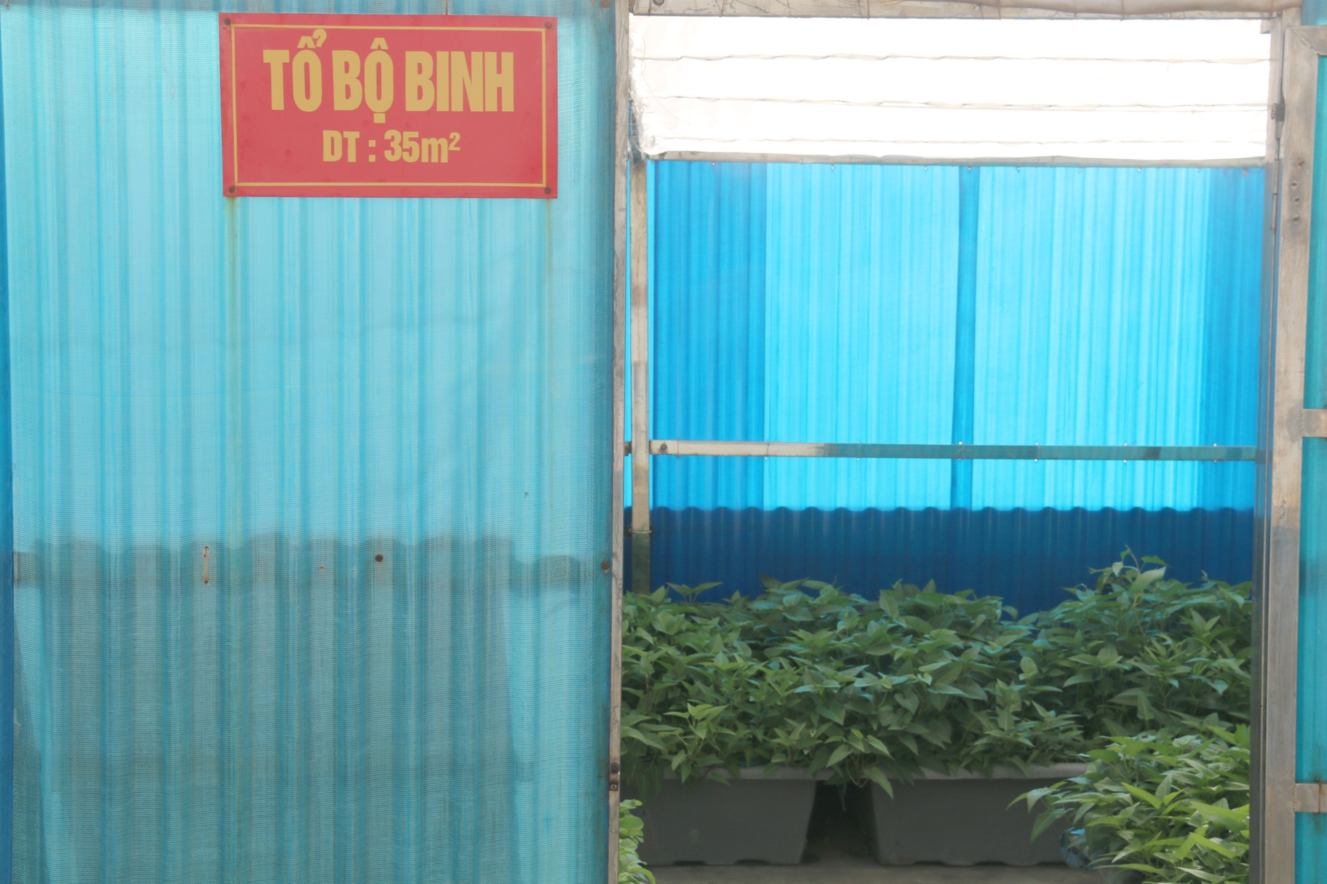 Sức sống mãnh liệt tại đảo chìm Cô Lin ở Trường Sa - 4 Sức sống mãnh liệt tại đảo chìm Cô Lin ở Trường Sa - 4