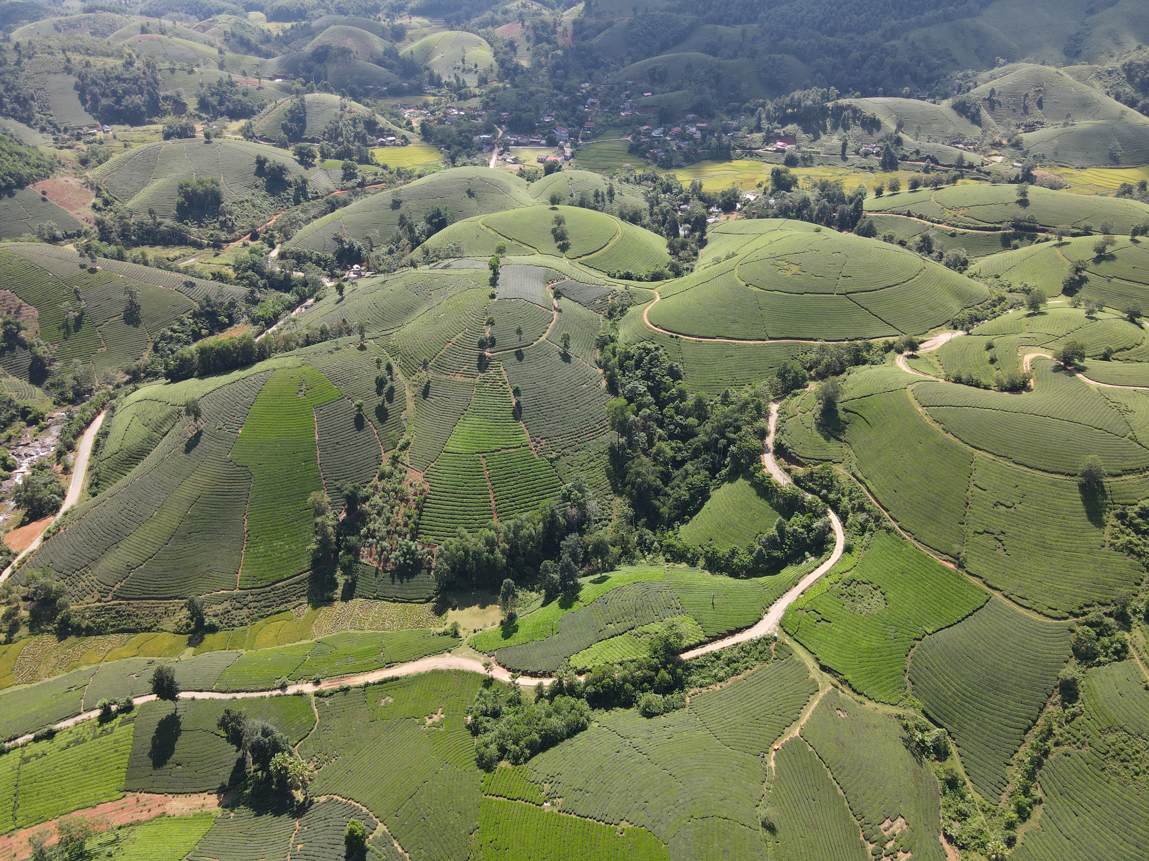 Choáng ngợp vẻ đẹp của đồi chè hình bát úp độc nhất Việt Nam - 6