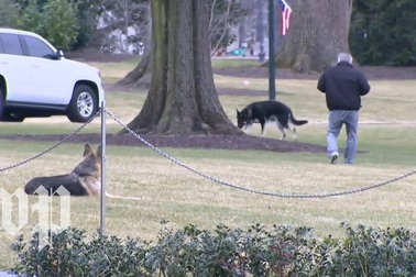 "Đệ nhất khuyển" nhà Biden chuyển vào Nhà Trắng