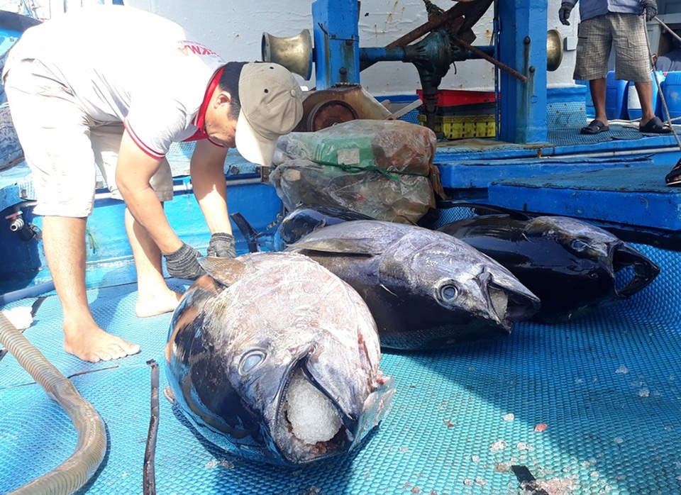 Giá cá ngừ đại dương thấp, ngư dân đánh bắt xuyên Tết thất thu - 5 Giá cá ngừ đại dương thấp, ngư dân đánh bắt xuyên Tết thất thu - 5