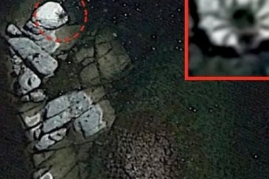 Phát hiện nhện khổng lồ to bằng xe buýt trên đảo hoang?