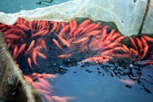 Làng chài vùng núi lãi 'khủng" nhờ nuôi cá chép đỏ