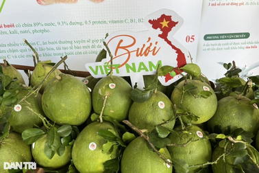 Lô bưởi da xanh đầu tiên của Việt Nam được "cấp visa" đi Mỹ