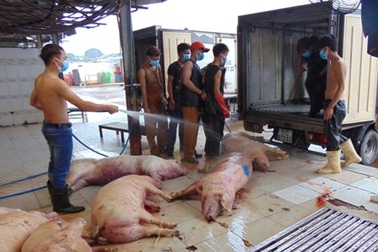 “Bêu tên” 13 gian thương tiêm thuốc an thần vào heo