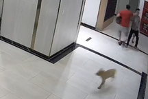 Chủ chó đấm người ở chung cư TPHCM phớt lờ quy định về nuôi thú