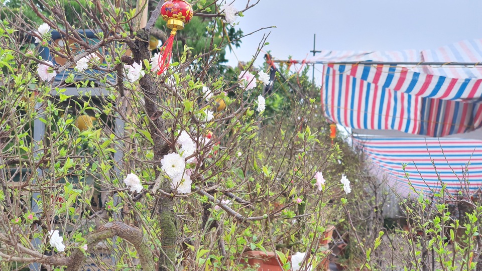 Nhất chi mai to nhiều tiền, dân sành Hà thành mua cây nhỏ để bàn chơi Tết - 3 Nhất chi mai to nhiều tiền, dân sành Hà thành mua cây nhỏ để bàn chơi Tết - 3