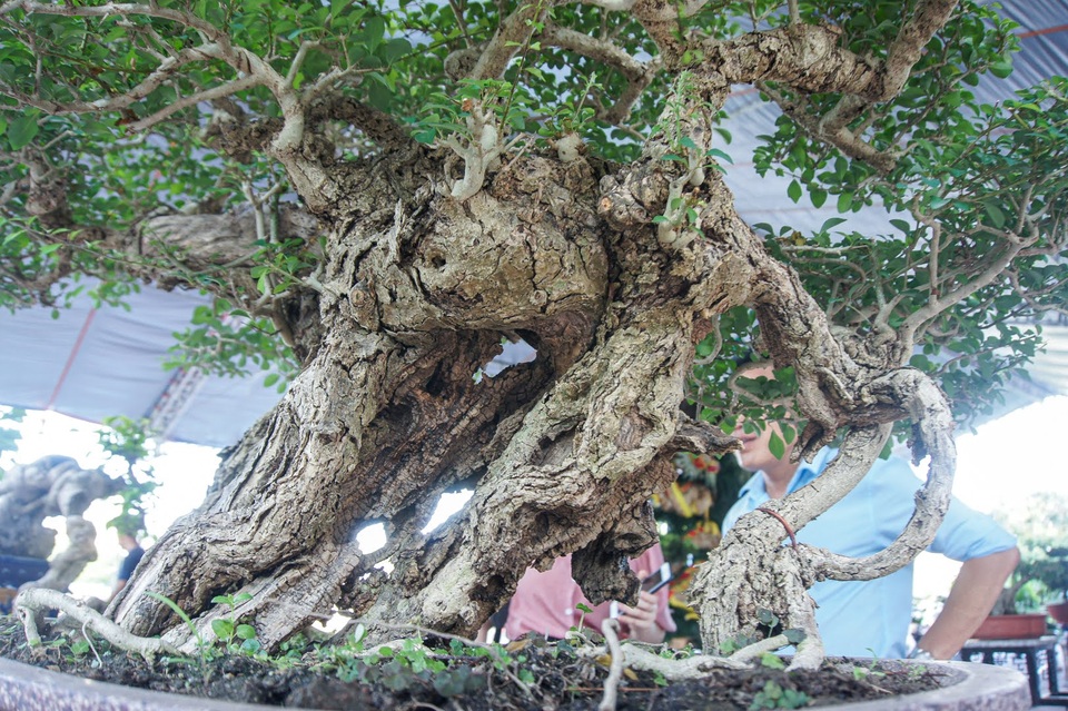 Mãn nhãn với cây găng tu hú, gỗ lũa tự thân hàng trăm năm tuổi - 2 Mãn nhãn với cây găng tu hú, gỗ lũa tự thân hàng trăm năm tuổi - 2