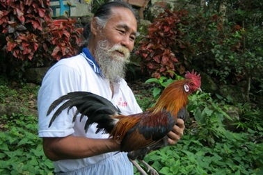 Đổ xô đi săn gà chọi dịp cận Tết