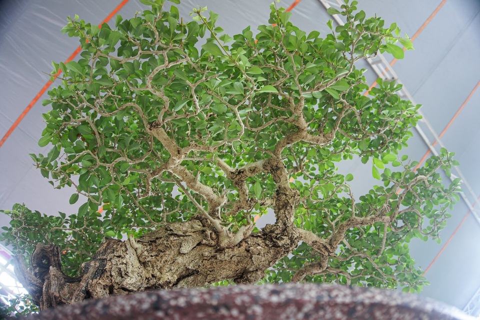 Mãn nhãn với cây găng tu hú, gỗ lũa tự thân hàng trăm năm tuổi - 10 Mãn nhãn với cây găng tu hú, gỗ lũa tự thân hàng trăm năm tuổi - 10