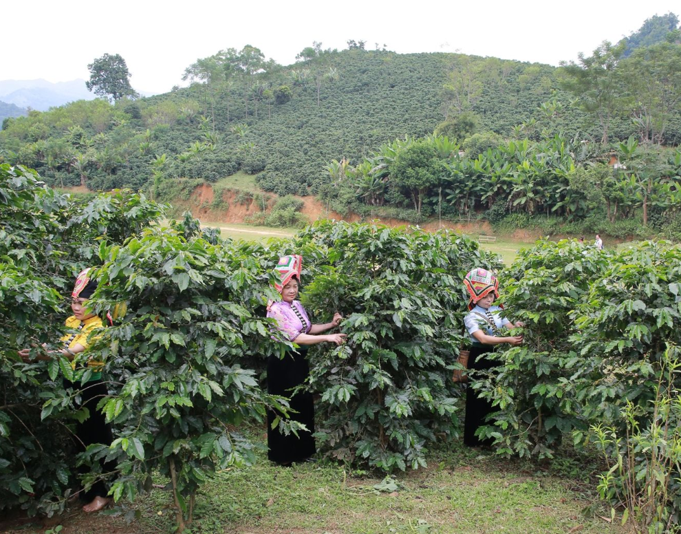 Sơn La: Giúp chị em vươn lên thoát nghèo từ cây cà phê - 1 Sơn La: Giúp chị em vươn lên thoát nghèo từ cây cà phê - 1